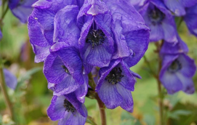 Prilbica modrá (Aconitum subgenus)