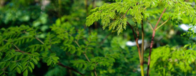 Moringa (Moringa oleifera)