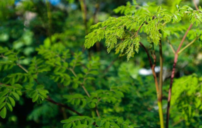 Moringa (Moringa oleifera)