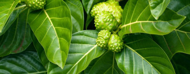 Noni (Morinda citrifolia) 