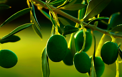 Oliva (Olea europaea)