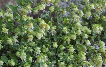 Oreganový olej (Origanum minutiflorum)