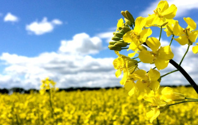 Repkový olej (Brassica napus)