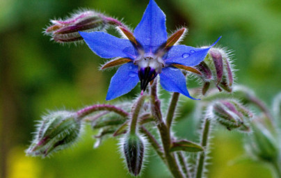 Borákový olej (Borago officinalis)