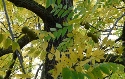 Orech (Juglans regia)