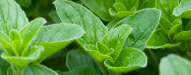 Oregano (Origanum vulgarum)