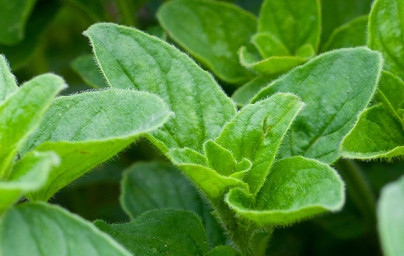 Oregano (Origanum vulgarum)