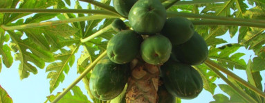 Papája (Carica papaya)