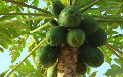 Papája (Carica papaya)