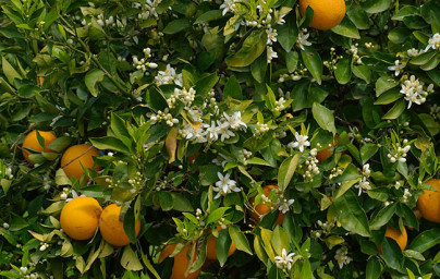 Pomaranč (Citrus × sinensis)