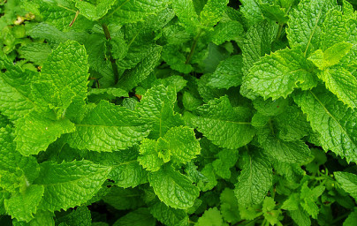 Mäta pieporná (Mentha × piperita)