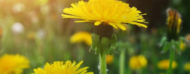 Púpava (Taraxacum officinale)