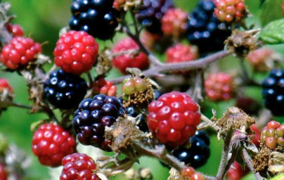 Ostružina (Rubus fruticosus)