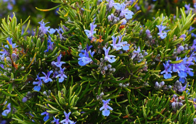 Rozmarín (Rosmarinus officinalis)