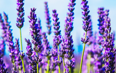 Levanduľa (Lavandula)