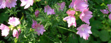 Ibiš (Althaea officinalis)