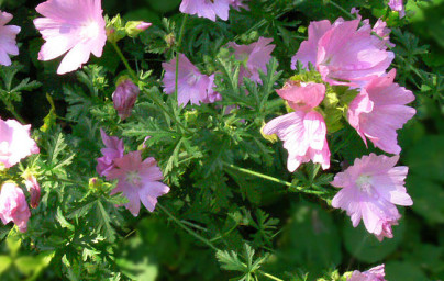 Ibiš (Althaea officinalis)