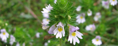 Svetlík (Euphrasia stricta)