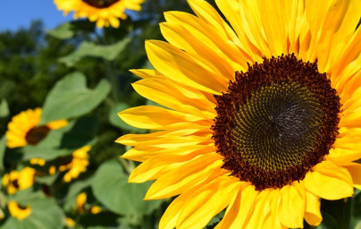 Slnečnica (Helianthus annuus)