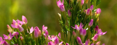 Zemežlč (Centaurium minus)