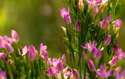 Zemežlč (Centaurium minus)