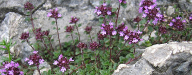 Materina dúška (Thymus vulgaris)