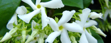 Vanilka (Vanilla planifolia)