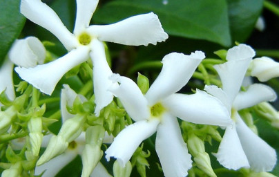 Vanilka (Vanilla planifolia)