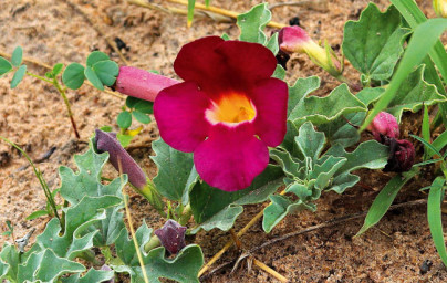 Harpagofyt (Harpagophytum procumbens)