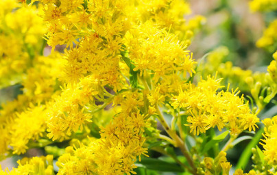 Zlatobyľ (Solidago virgaurea)