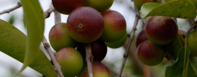 Camu-camu (Myrciaria dubia)