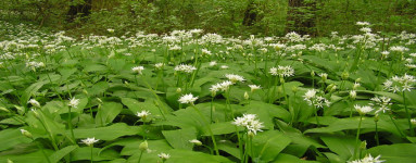 Medvedí cesnak (Allium ursinum)