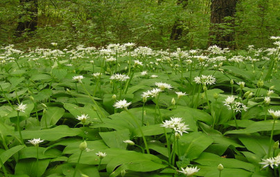 Medvedí cesnak (Allium ursinum)