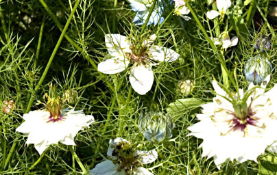 Rasca čierna (Nigella sativa)