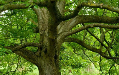 Orech čierny (Juglans nigra)