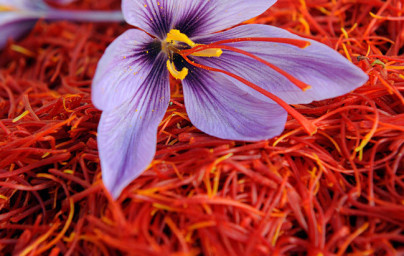 Šafran (Crocus sativus)