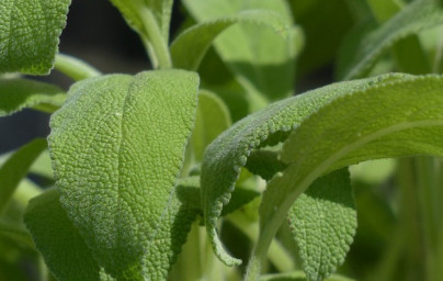 Šalvia (Salvia officinalis)