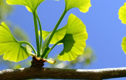 Ginkgo biloba pre pamäť a koncentráciu!