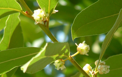 Vavrín (Laurus nobilis)