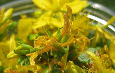 Ľubovník (Hypericum perforatum)